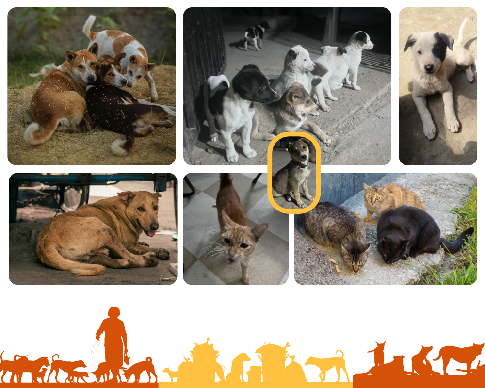 Furever Social Welfare