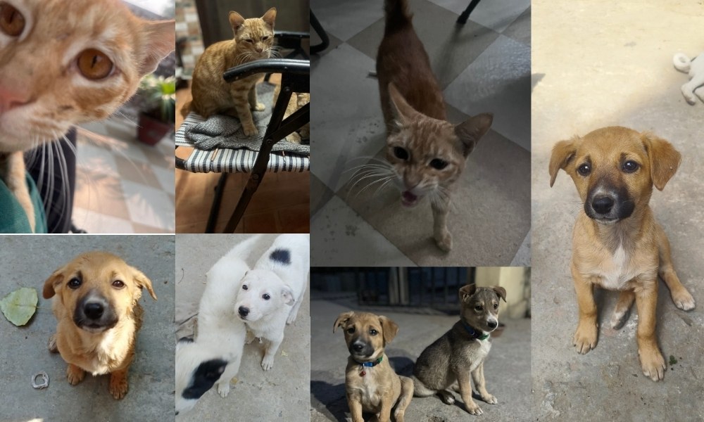 Our Kitties n Puppies